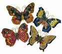 Animals - Insects - Butterflies