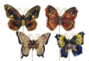 Animals - Insects - Butterflies