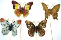 Animals - Insects - Butterflies