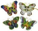 Animals - Insects - Butterflies