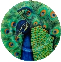 Kubla Crafts Capiz 1632A Peacock Capiz Round Plate