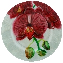 Kubla Crafts Capiz 1632B Capiz Round Plate Orchid