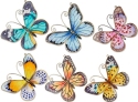 Animals - Insects - Butterflies