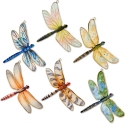 Animals - Insects - Dragonflies