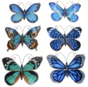 Animals - Insects - Butterflies