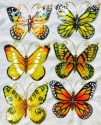 Animals - Insects - Butterflies