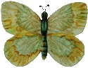 Kubla Crafts Capiz 1675 Capiz Tray Butterfly Shape