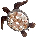 Kubla Crafts Capiz 2134 Sea Turtle Shell Wall Decor
