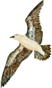 Kubla Crafts Capiz 2149 Seagull Capiz Wall Decor Set of 2