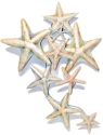 Animals - Starfish - Star Fish