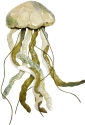 Kubla Crafts Capiz 2210 Jellyfish Capiz Wall Decor