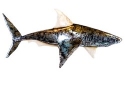 Kubla Crafts Capiz 2247N Shark Capiz Wall Décor