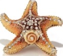 Kubla Crafts Bejeweled Enamel 3498 Starfish Box