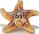 Animals - Starfish - Star Fish