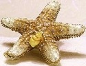 Animals - Starfish - Star Fish