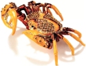 Kubla Crafts Bejeweled Enamel 3416 Large Crab Box