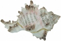 Kubla Crafts Bejeweled Enamel 3180 Large Conch Shell Box