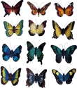 Animals - Insects - Butterflies