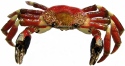 Kubla Crafts Bejeweled Enamel 3179 Crab Extra Extra Large Articulated Box