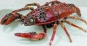 Kubla Crafts Bejeweled Enamel 3739 Extra Large Lobster Box