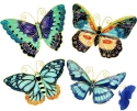 Animals - Insects - Butterflies