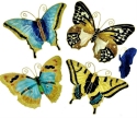 Animals - Insects - Butterflies