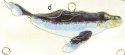 Kubla Crafts Cloisonne 4887 Cloisonne Baby Humpback Whale Ornament