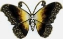 Animals - Insects - Butterflies