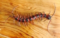 Kubla Crafts Capiz 5606 Clay and Wire Magnetic Centipede Set of 6
