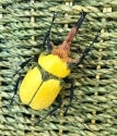 Kubla Crafts Capiz 5610 Clay and Wire Magnetic Yellow Beetle Set of 6