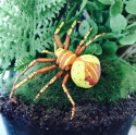 Kubla Crafts Capiz 5624Y Clay and Wire Magnetic Yellow Spider Set of 6