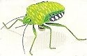 Kubla Crafts Capiz 5630- Clay and Wire Magnetic Lime Green Beetle Set of 6