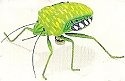 Animals - Insects Misc