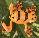 Kubla Crafts Capiz 5638T Clay and Wire Magnetic Orange Frog Set of 6