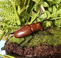 Kubla Crafts Capiz 5655 Clay and Wire Magnetic Dung Beetle Set of 6