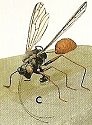 Animals - Insects Misc