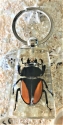 Animals - Insects - Various