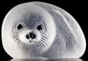 Animals - Seals