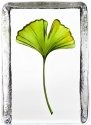 Maleras Crystal 34213 Ginkgo - NoFreeShip