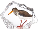 Maleras Crystal 34271 Oystercatcher - NoFreeShip