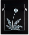 Maleras Crystal 63084 Dandelion - Limited Edition - NoFreeShip