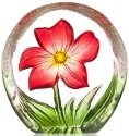 Maleras Crystal 88220 Miniature Anemone Red - NoFreeShip