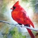 Marcia Baldwin 23509 Cardinal Canvas Wall Art 15X15