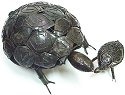 Birdwoods BWD138 Tortoise - Turtle