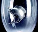 Makoulpa RWG019 Sailfish Wine Glass