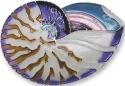 Zarah Co Jewelry 2121Z2 Nautilus Shell Pin Brooch