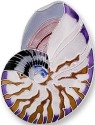 Nautical - Seashells
